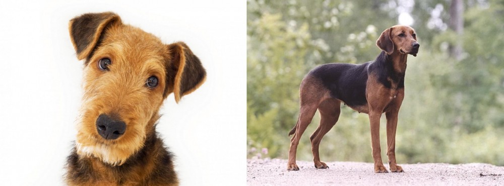 Schillerstovare vs Airedale Terrier - Breed Comparison