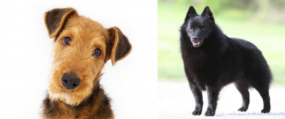 Schipperke vs Airedale Terrier - Breed Comparison