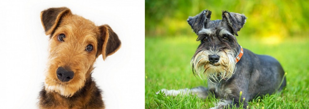 Schnauzer vs Airedale Terrier - Breed Comparison