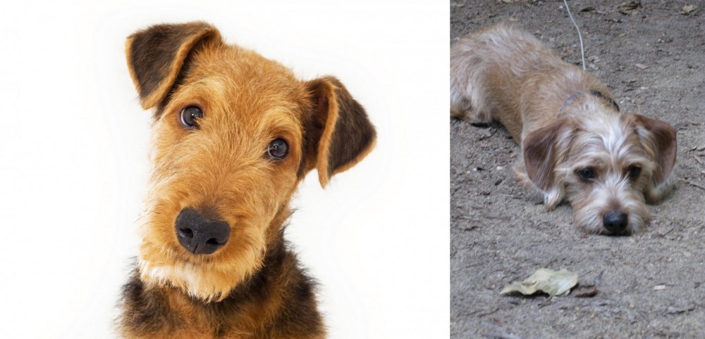 Schweenie vs Airedale Terrier - Breed Comparison
