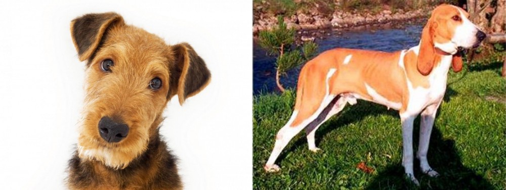 Schweizer Laufhund vs Airedale Terrier - Breed Comparison