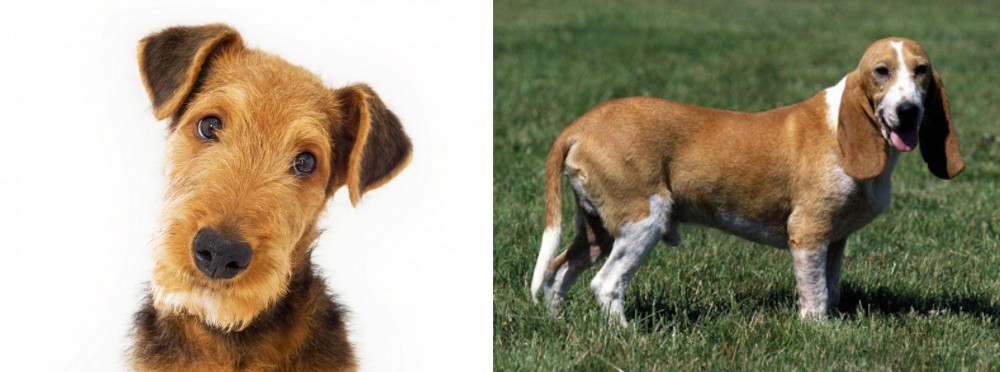 Schweizer Niederlaufhund vs Airedale Terrier - Breed Comparison