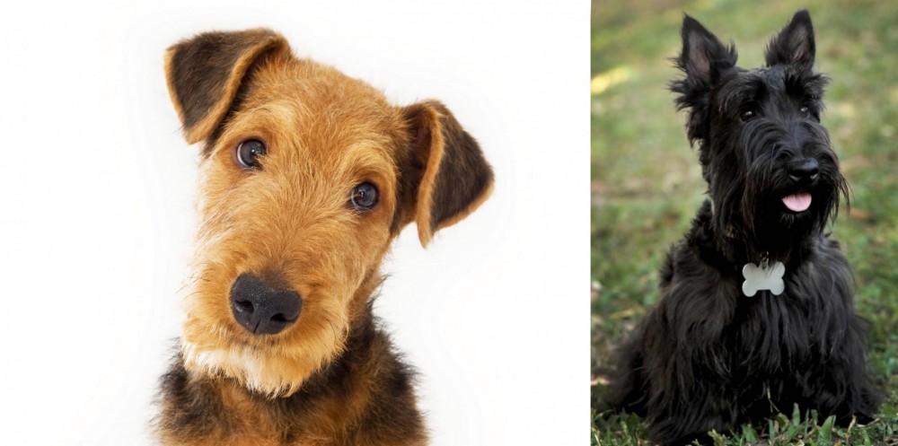 Scoland Terrier vs Airedale Terrier - Breed Comparison