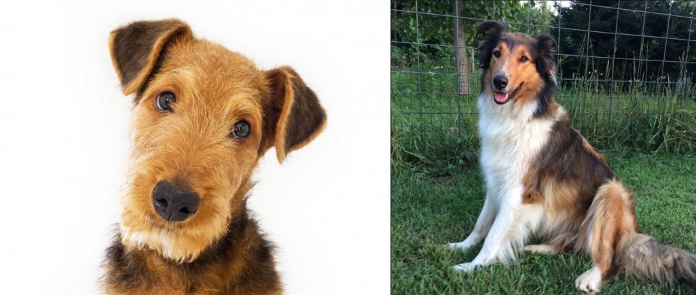 Scotch Collie vs Airedale Terrier - Breed Comparison