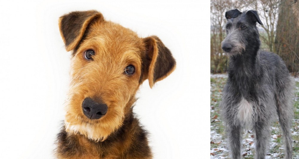 Scottish Deerhound vs Airedale Terrier - Breed Comparison
