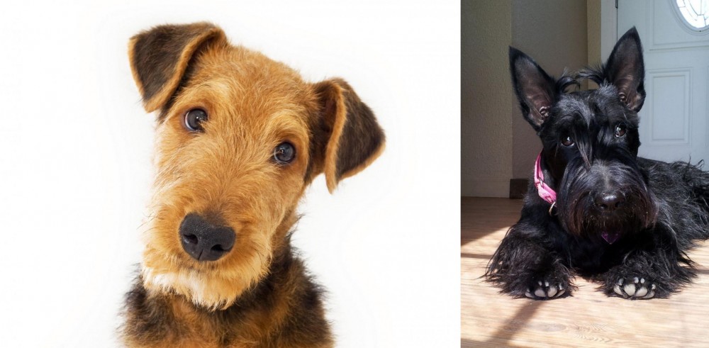 Scottish Terrier vs Airedale Terrier - Breed Comparison