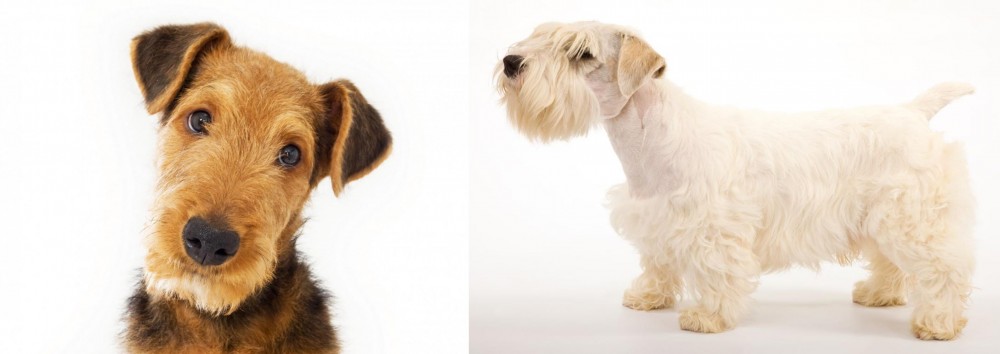 Sealyham Terrier vs Airedale Terrier - Breed Comparison