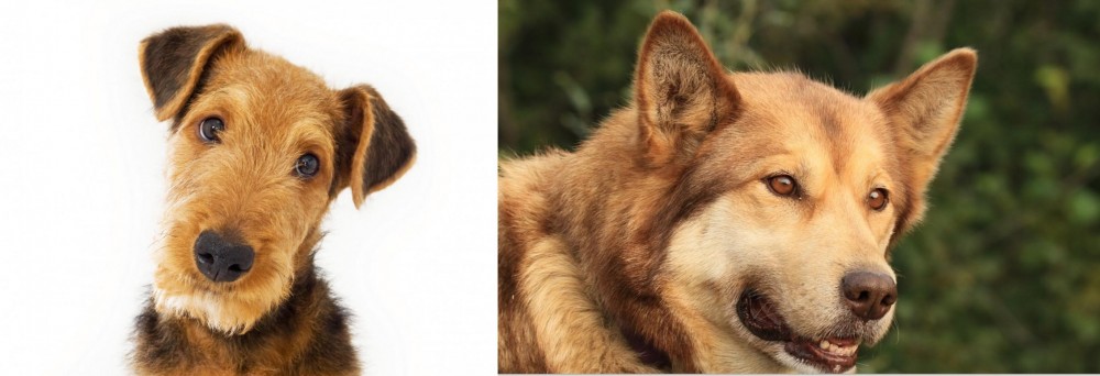 Seppala Siberian Sleddog vs Airedale Terrier - Breed Comparison