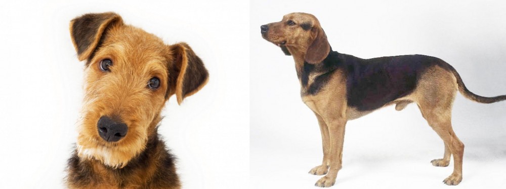 Serbian Hound vs Airedale Terrier - Breed Comparison