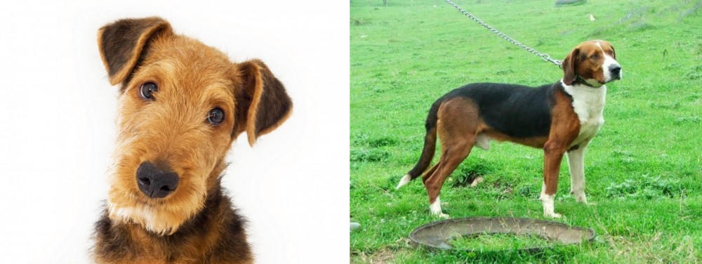 Serbian Tricolour Hound vs Airedale Terrier - Breed Comparison