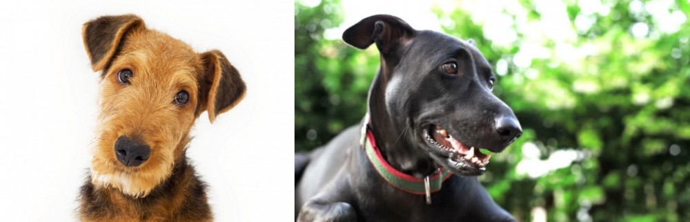 Shepard Labrador vs Airedale Terrier - Breed Comparison