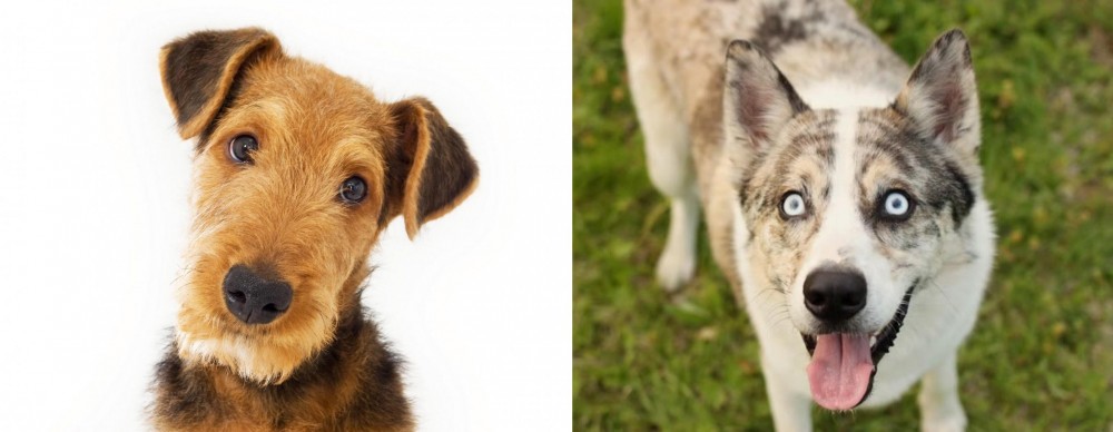 Shepherd Husky vs Airedale Terrier - Breed Comparison