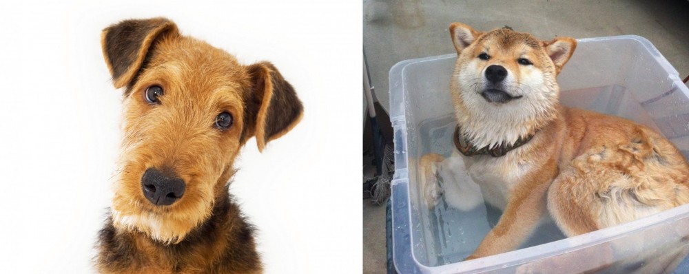 Shiba Inu vs Airedale Terrier - Breed Comparison