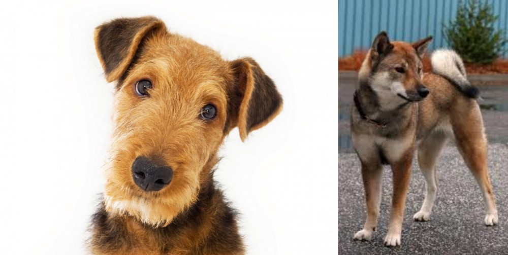 Shikoku vs Airedale Terrier - Breed Comparison
