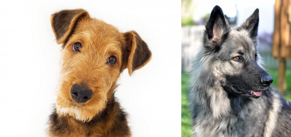 Shiloh Shepherd vs Airedale Terrier - Breed Comparison