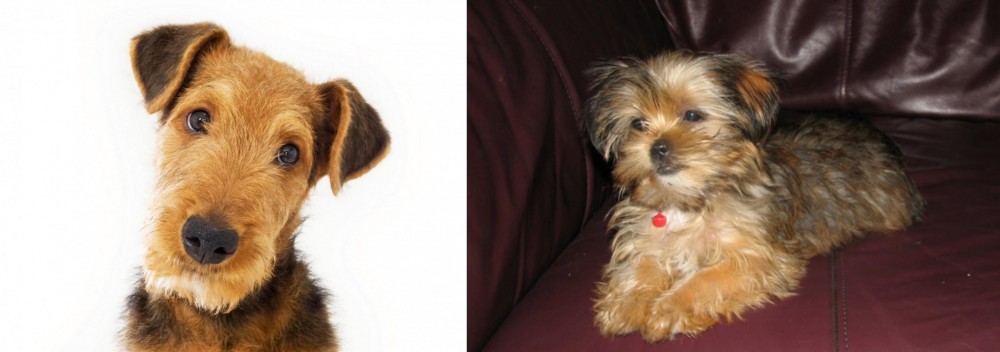 Shorkie vs Airedale Terrier - Breed Comparison