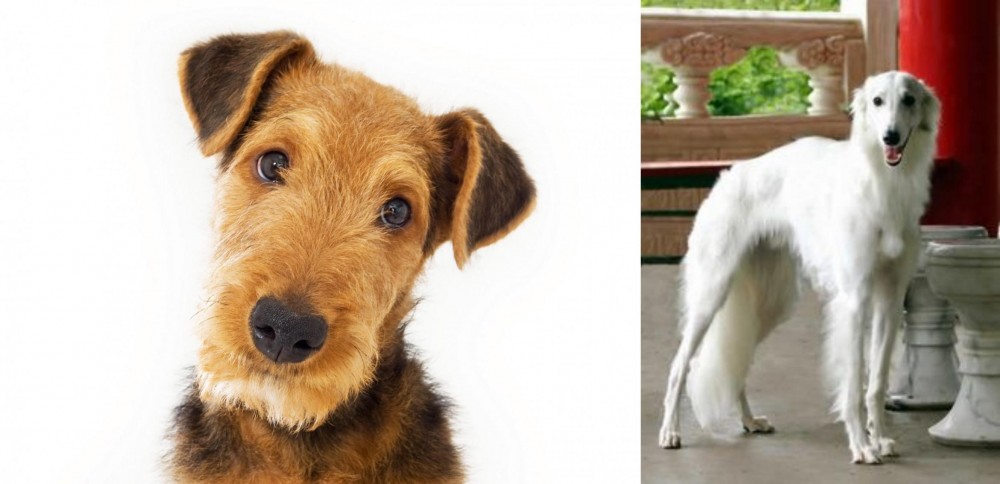 Silken Windhound vs Airedale Terrier - Breed Comparison
