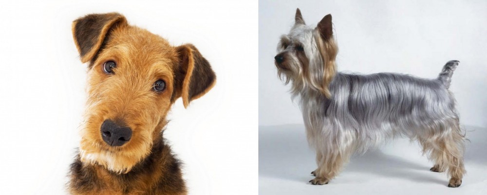 Silky Terrier vs Airedale Terrier - Breed Comparison