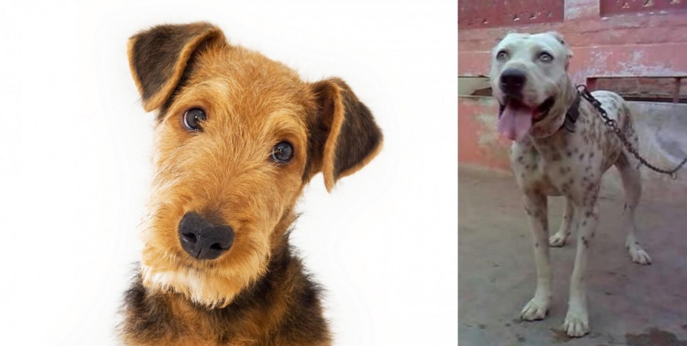 Sindh Mastiff vs Airedale Terrier - Breed Comparison