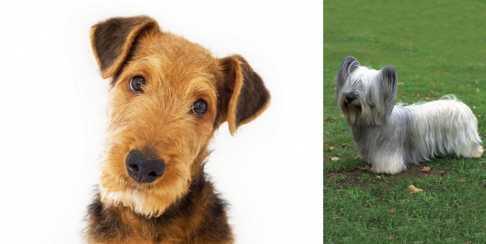 Skye Terrier vs Airedale Terrier - Breed Comparison