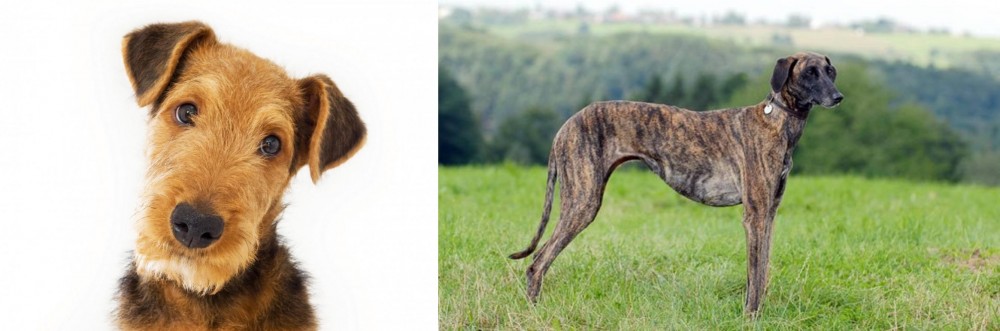 Sloughi vs Airedale Terrier - Breed Comparison