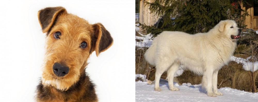 Slovak Cuvac vs Airedale Terrier - Breed Comparison