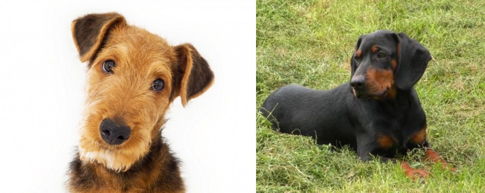 Slovakian Hound vs Airedale Terrier - Breed Comparison