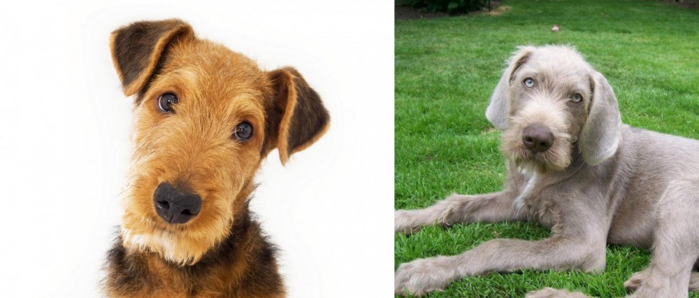 Slovakian Rough Haired Pointer vs Airedale Terrier - Breed Comparison