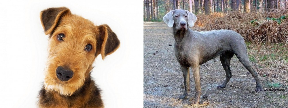 Slovensky Hrubosrsty Stavac vs Airedale Terrier - Breed Comparison