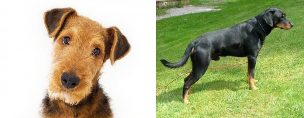 Smalandsstovare vs Airedale Terrier - Breed Comparison