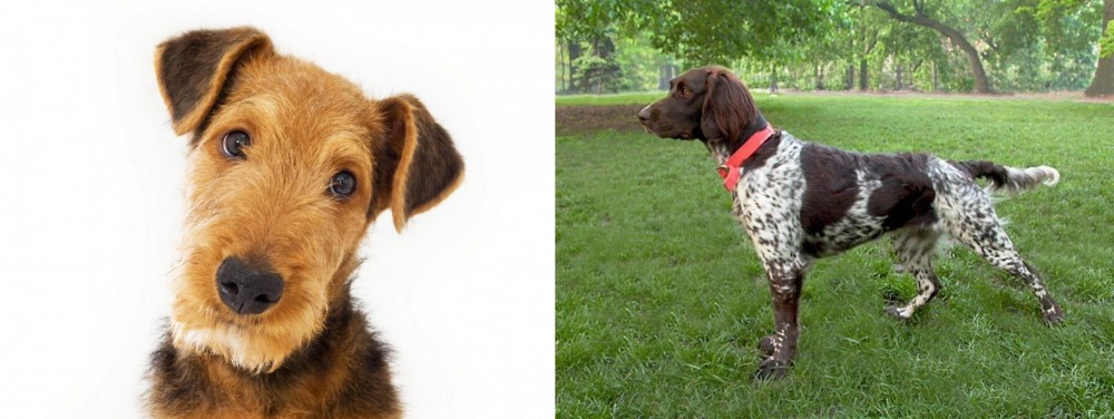 Small Munsterlander vs Airedale Terrier - Breed Comparison