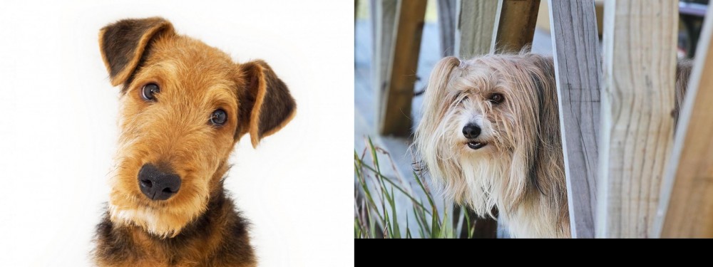 Smithfield vs Airedale Terrier - Breed Comparison