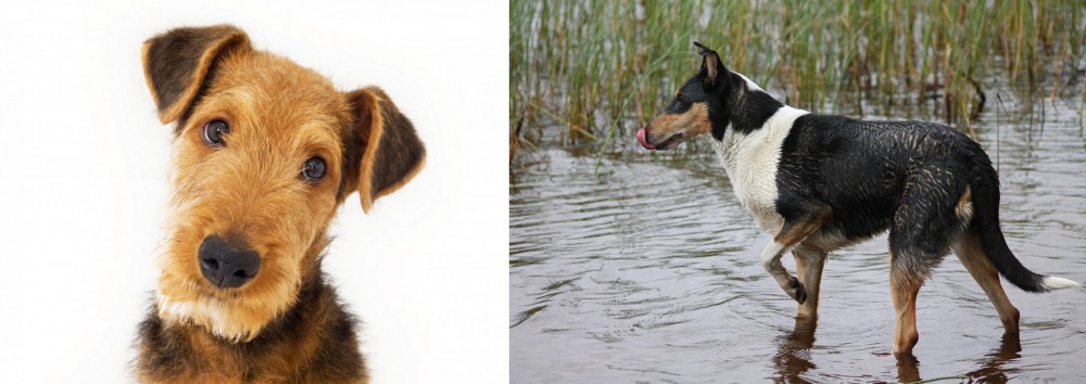 Smooth Collie vs Airedale Terrier - Breed Comparison