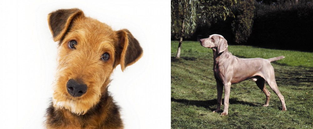 Smooth Haired Weimaraner vs Airedale Terrier - Breed Comparison