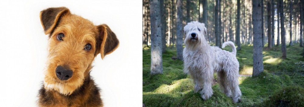 Soft-Coated Wheaten Terrier vs Airedale Terrier - Breed Comparison