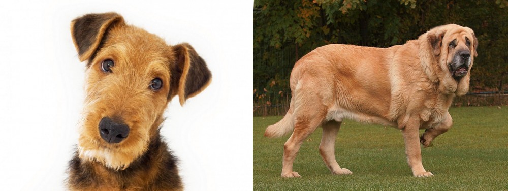 Spanish Mastiff vs Airedale Terrier - Breed Comparison