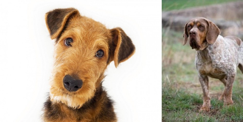 Spanish Pointer vs Airedale Terrier - Breed Comparison