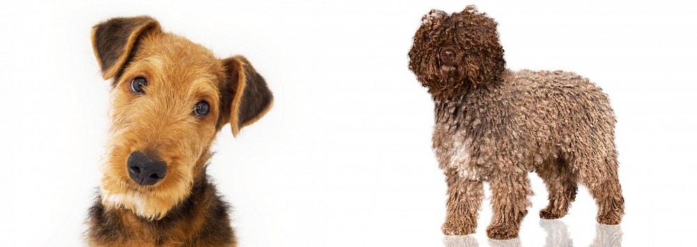 Spanish Water Dog vs Airedale Terrier - Breed Comparison