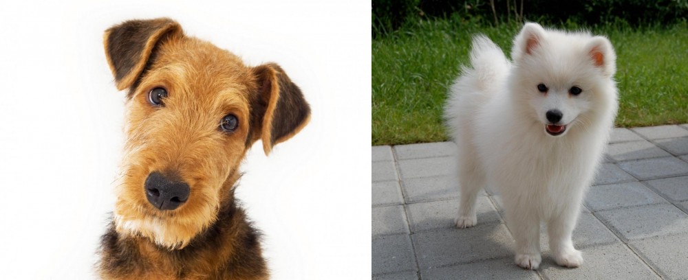 Spitz vs Airedale Terrier - Breed Comparison