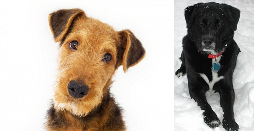 St. John's Water Dog vs Airedale Terrier - Breed Comparison