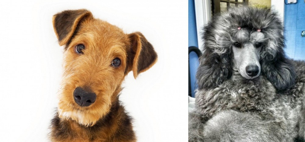 Standard Poodle vs Airedale Terrier - Breed Comparison