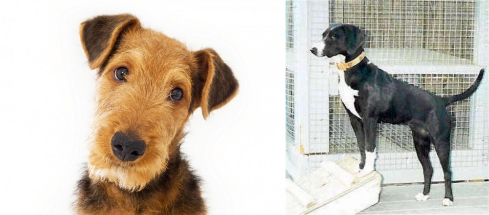 Stephens Stock vs Airedale Terrier - Breed Comparison
