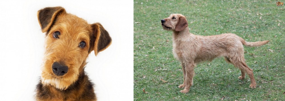 Styrian Coarse Haired Hound vs Airedale Terrier - Breed Comparison