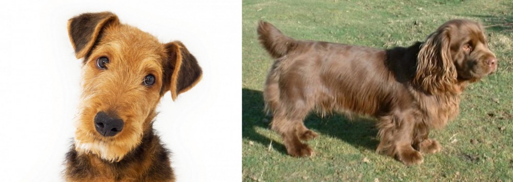 Sussex Spaniel vs Airedale Terrier - Breed Comparison