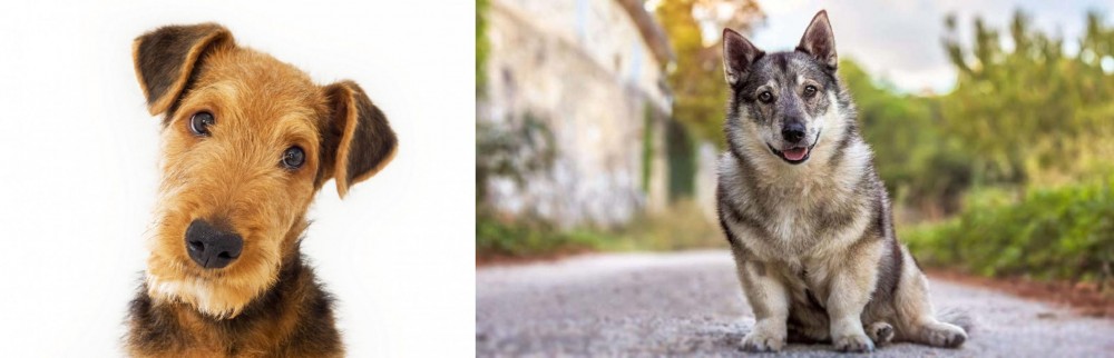 Swedish Vallhund vs Airedale Terrier - Breed Comparison