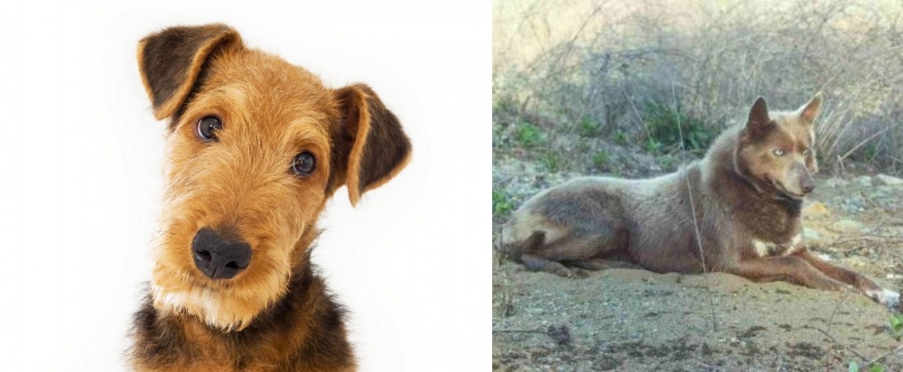 Tahltan Bear Dog vs Airedale Terrier - Breed Comparison
