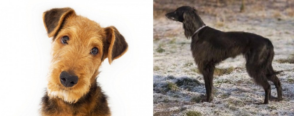 Taigan vs Airedale Terrier - Breed Comparison