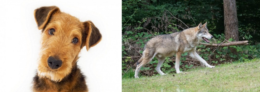 Tamaskan vs Airedale Terrier - Breed Comparison