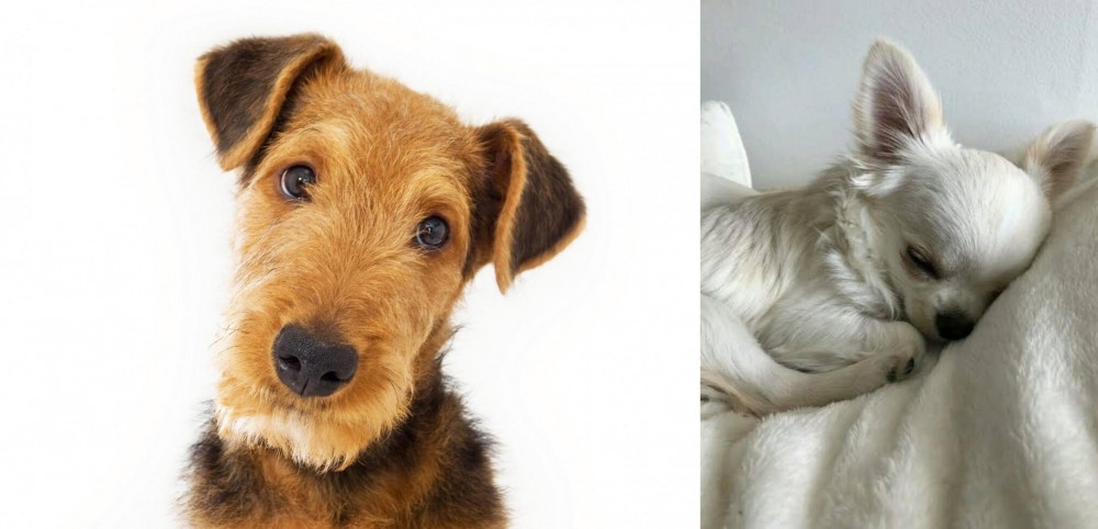 Tea Cup Chihuahua vs Airedale Terrier - Breed Comparison