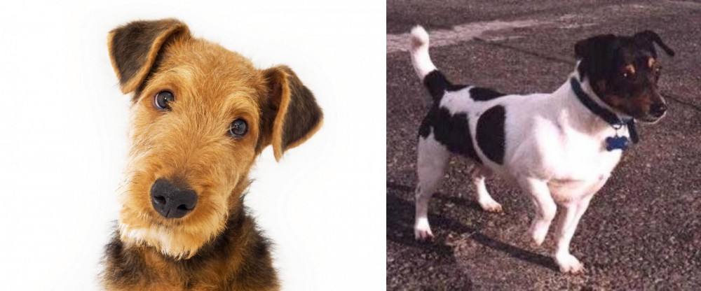 Teddy Roosevelt Terrier vs Airedale Terrier - Breed Comparison